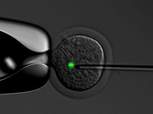 Photo credit: Ovascience